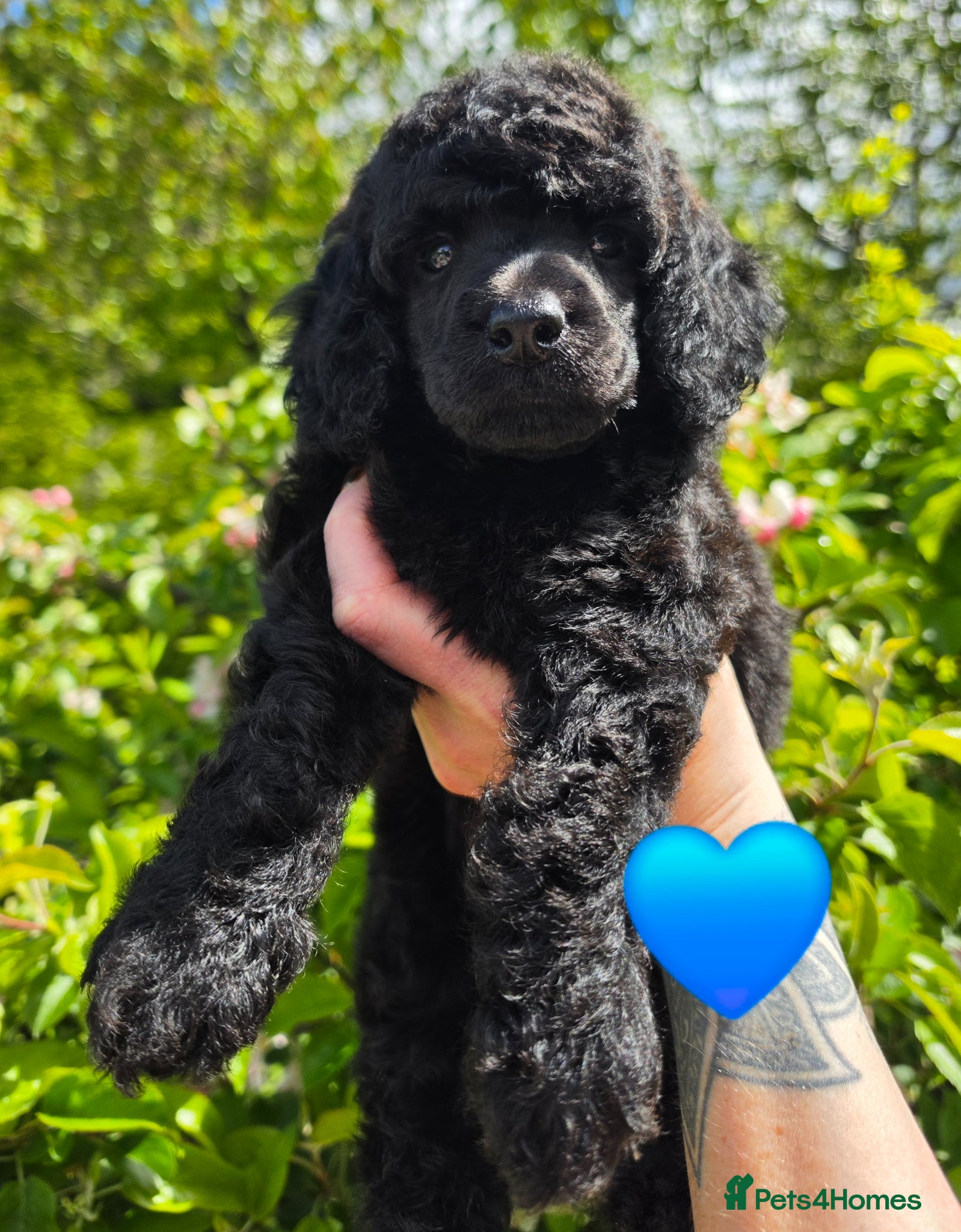 Miniature Poodle dogs Final 2 - health tested - exceptional quality  - Advert 10