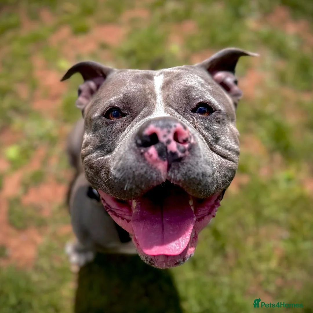 American Bully dogs for adoption: Koda - American Bully (31 kgs) - Advert 1