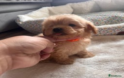 Maltipoo dogs for sale: 💫Tiny Red Boys Available Now💫 - Image 19