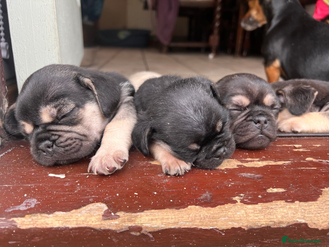 Mixed Breed dogs for sale: 3/4 pug puppies  - Image 8