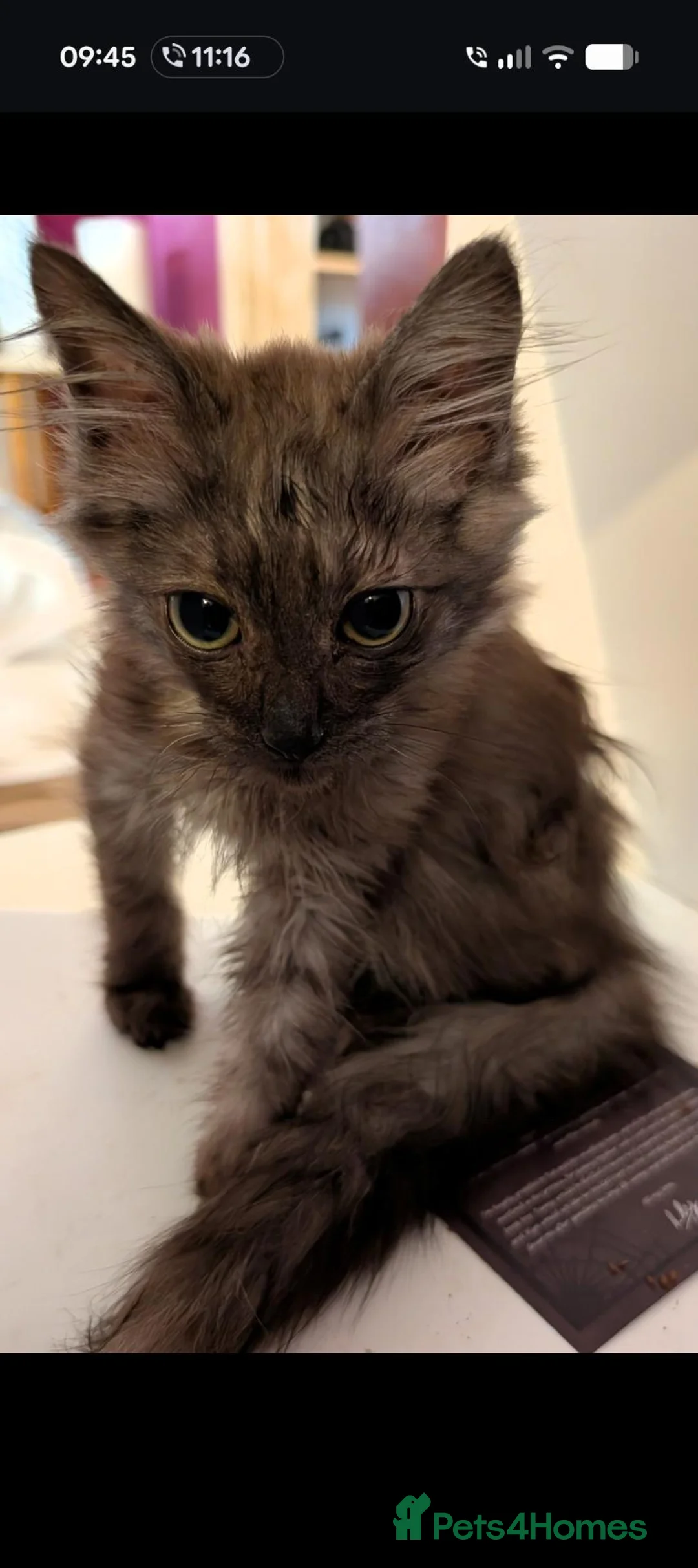 Mixed Breed cats for sale: 3 gorgeous ragdoll cross Norwegian forest cat - Advert 2