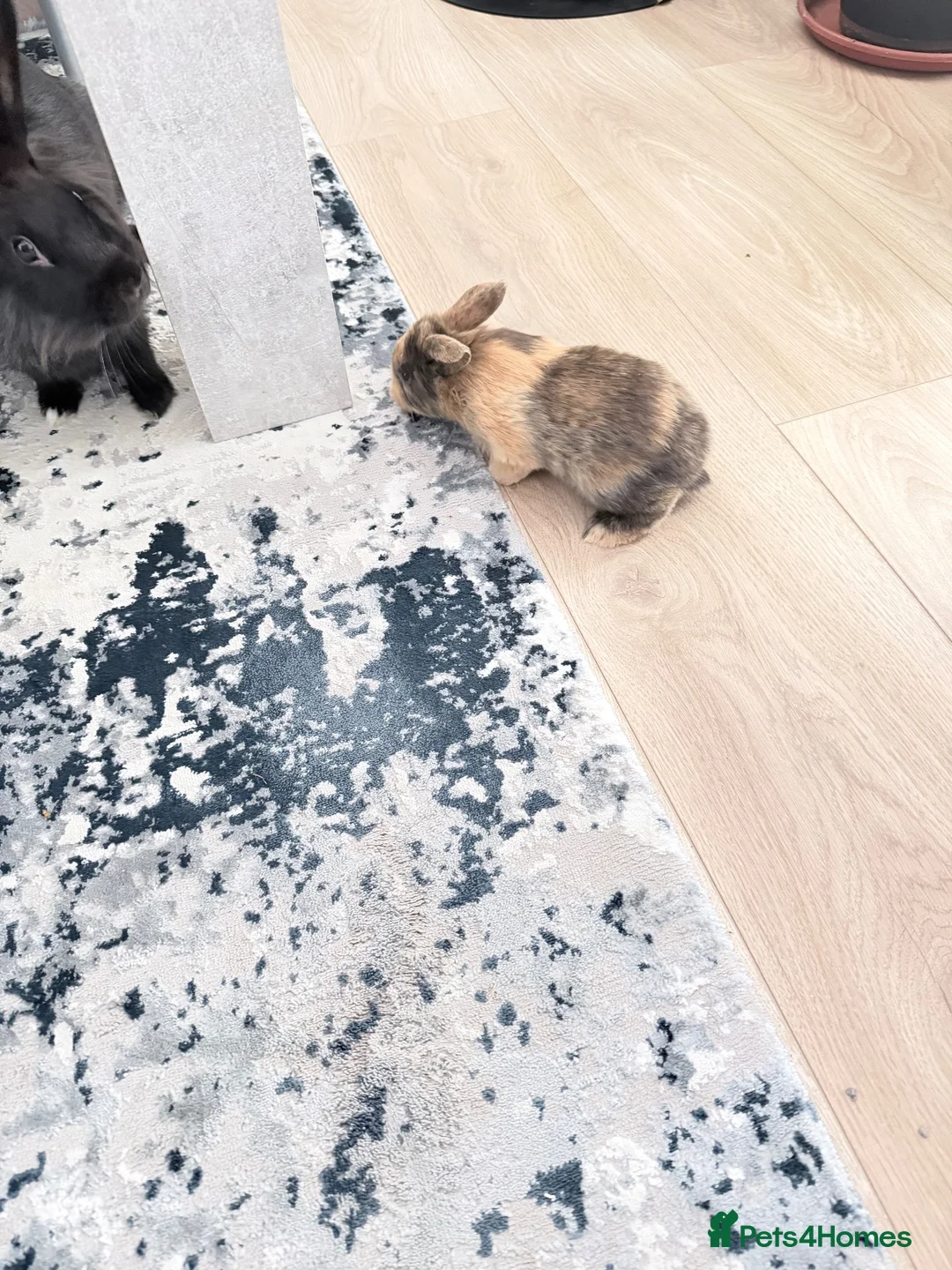 Mixed Breed rabbits for sale: Sell rabbits  in Corby - Advert 2