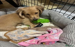 Miniature Dachshund dogs for sale: Cream Long/haired Miniature Daschund  - Image 6