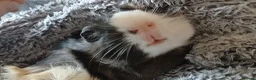 Guinea Pig rodents for sale: 2 boar guinea pigs sold separately or together in Glasgow - Advert 4