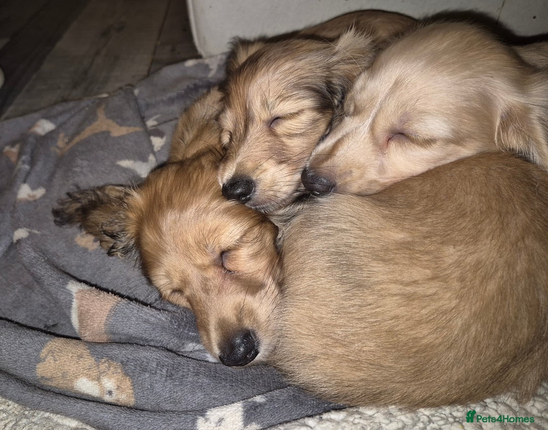 Miniature Dachshund dogs for sale: Miniature dachshunds Long haired cream KC reg  - Image 18