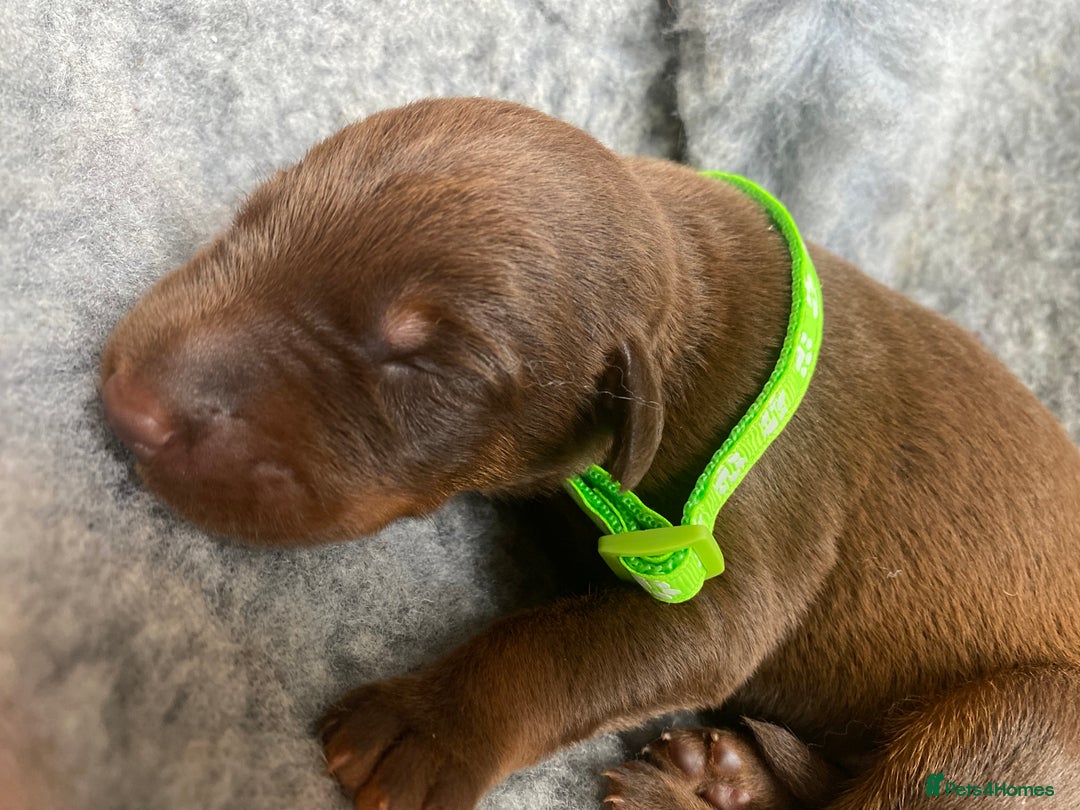 Dobermann dogs for sale: KC REGISTERED DOBERMAN PUPS - Image 13