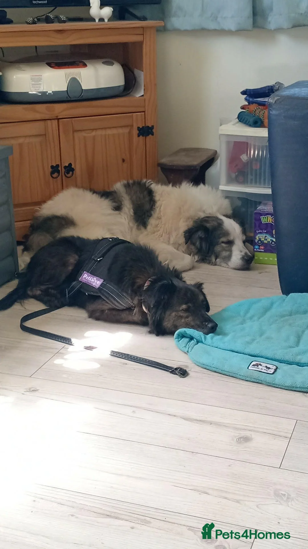 Mixed Breed dogs for adoption: Lilly & Fleabag (Lulu) — Better Homed Together in Lincoln - Advert 2