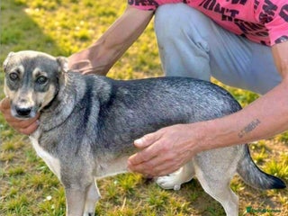 Mixed Breed dogs Pippa – A Truly Special Little Soul 💛 - Advert 1