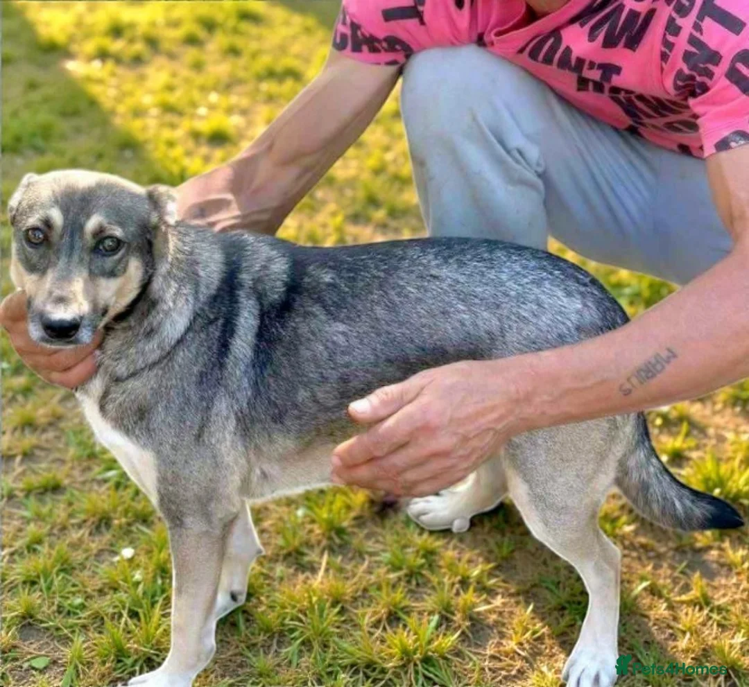 Mixed Breed dogs for adoption: Pippa – A Truly Special Little Soul 💛 - Advert 3