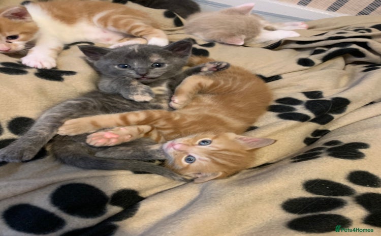 Mixed Breed cats - Advert 1