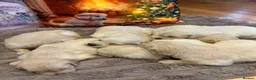 Golden Retriever dogs for sale: Stunning English cream golden retrievers 🌹 in Hornchurch - Advert 11