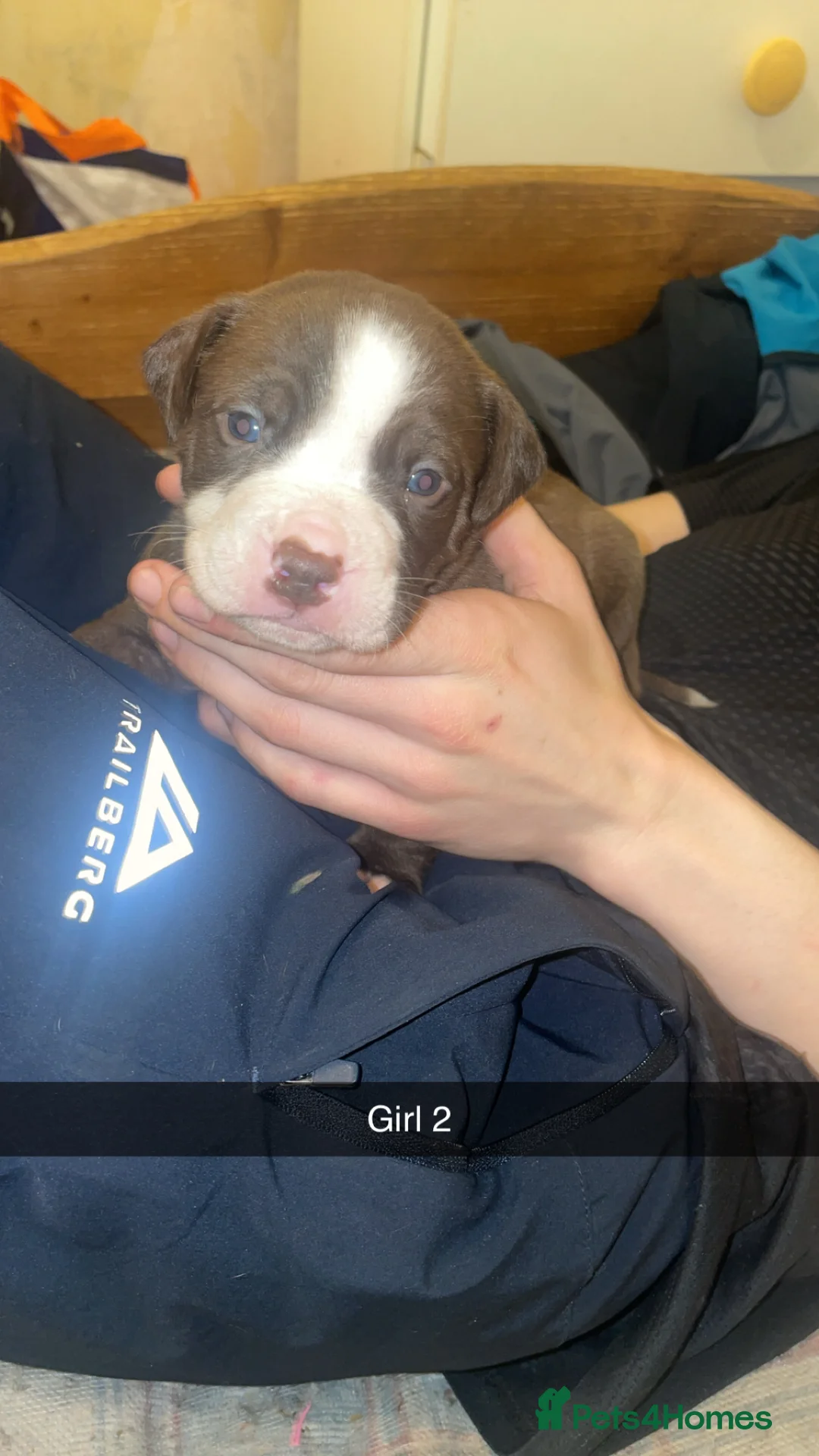 Mixed Breed dogs for sale: American bully x American bulldog puppies - Advert 6