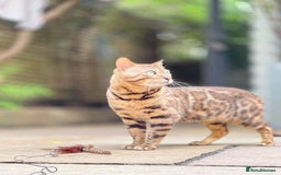 Bengal cats for sale: Looking for the best homes for our retired Bengals - Image 6