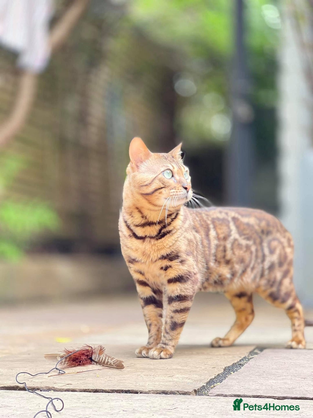 Bengal cats for sale: Looking for the best homes for our retired Bengals - Image 6