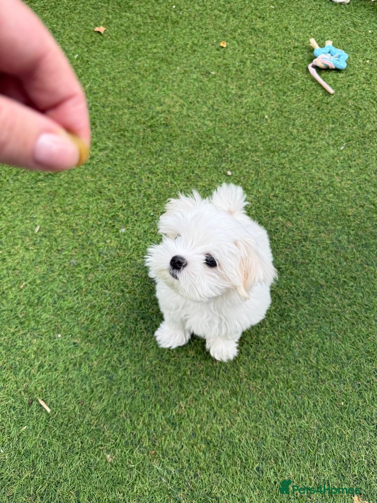 Maltese dogs Maltese puppies (1 LEFT) 11 weeks Ready now  - Advert 12