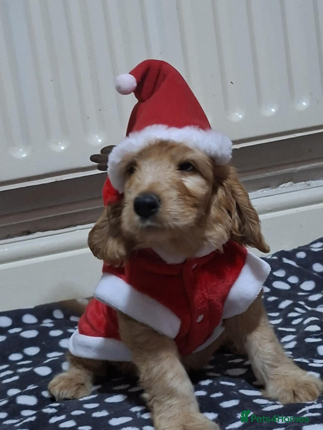 Mixed Breed dogs for sale: Australian Labradoodle puppies - Advert 2