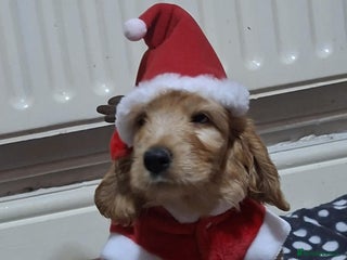 Mixed Breed dogs Australian Labradoodle puppies - Advert 2