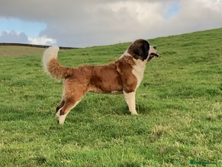 Saint Bernard dogs Saint B from HIP & ELBOW tested parents - Advert 2