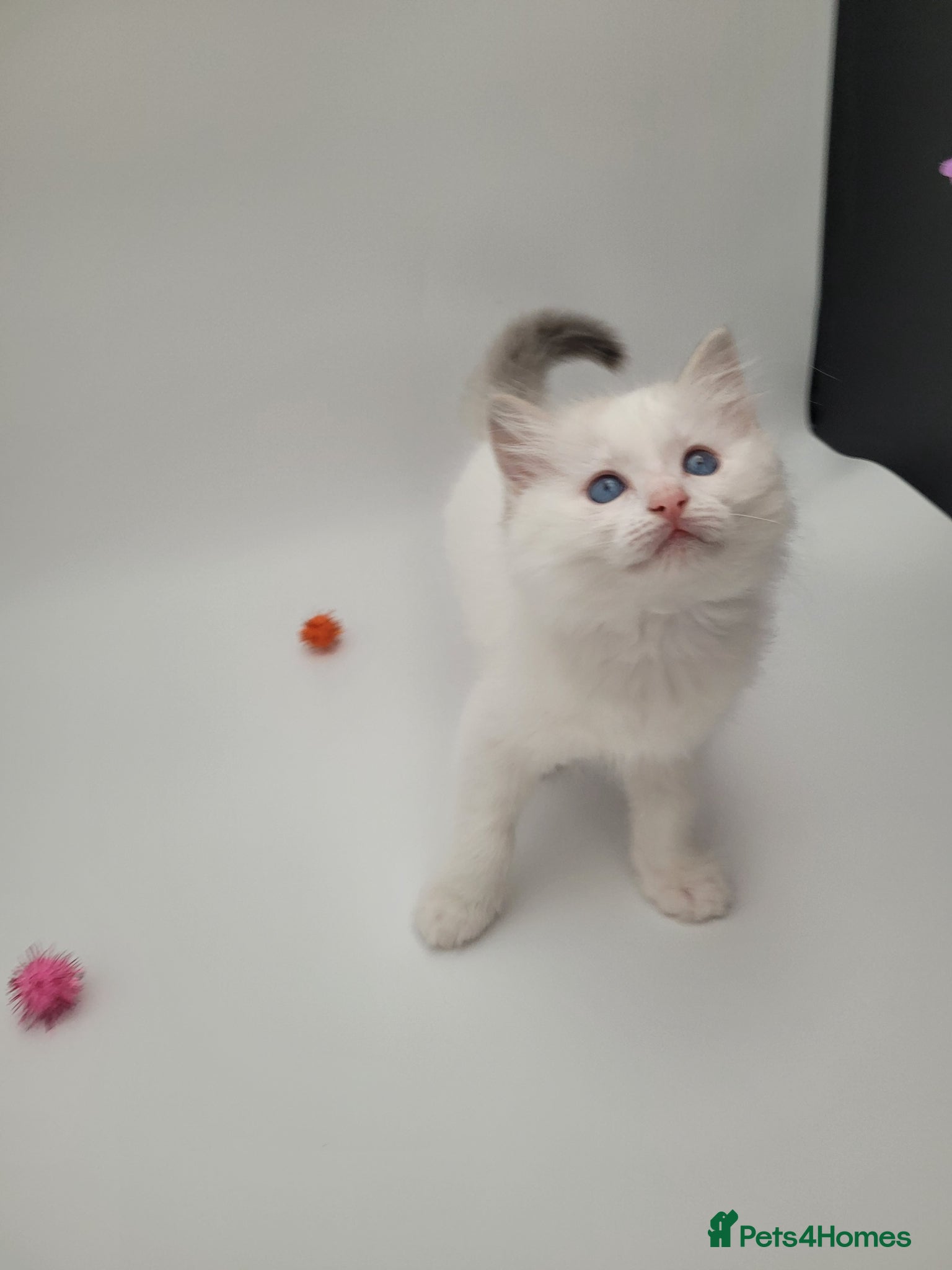 Ragdoll cats Blue bicolour tabby boy available  - Advert 5