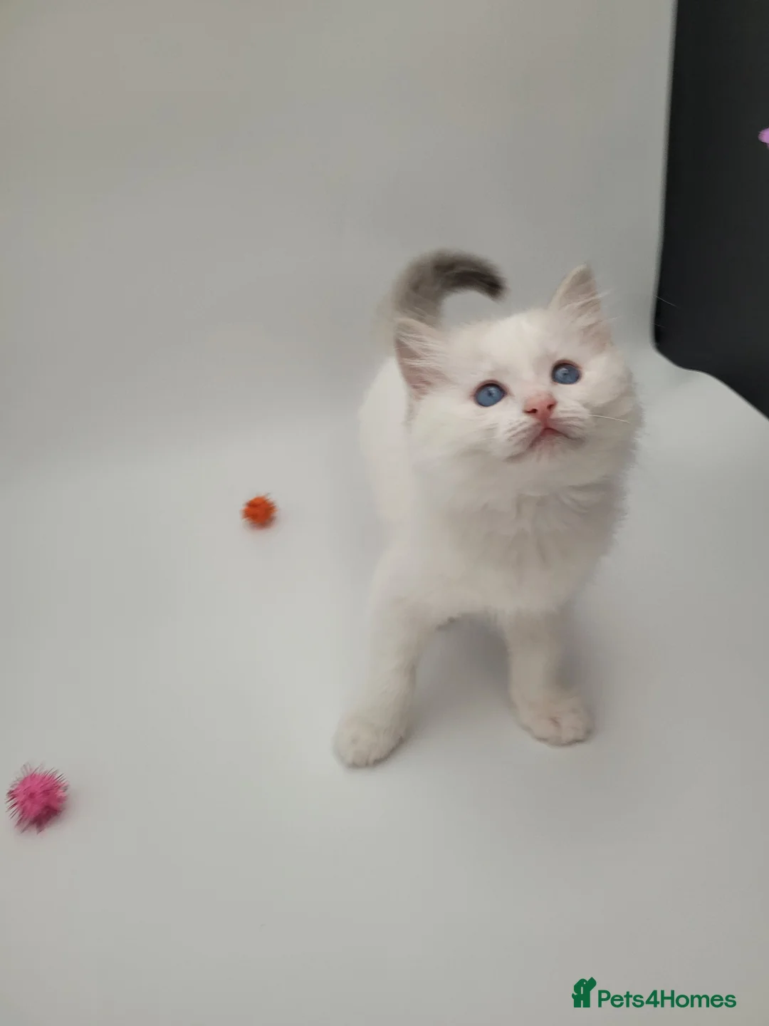 Ragdoll cats for sale: Blue bicolour tabby boy available  - Advert 1