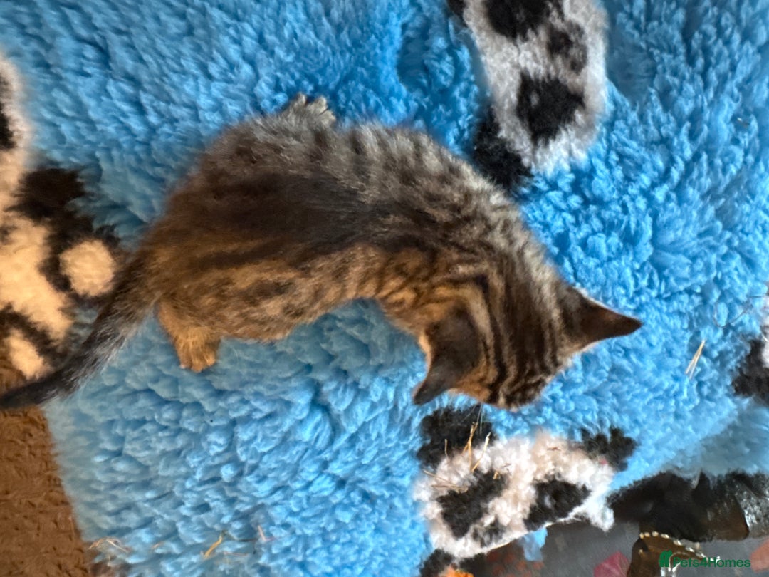 Domestic Shorthair cats for sale: Tabby Kittens - Image 6