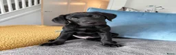 Labrador Retriever dogs for sale: 🐾 KC Registered Black Labrador Male – Enzo –  🐾 - Advert 12
