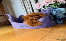 Toy Poodle dogs for sale: Asian micro poodle Boy - Image 8