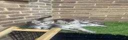 Maine Coon cats for sale: Maine coon kittens  - Advert 2