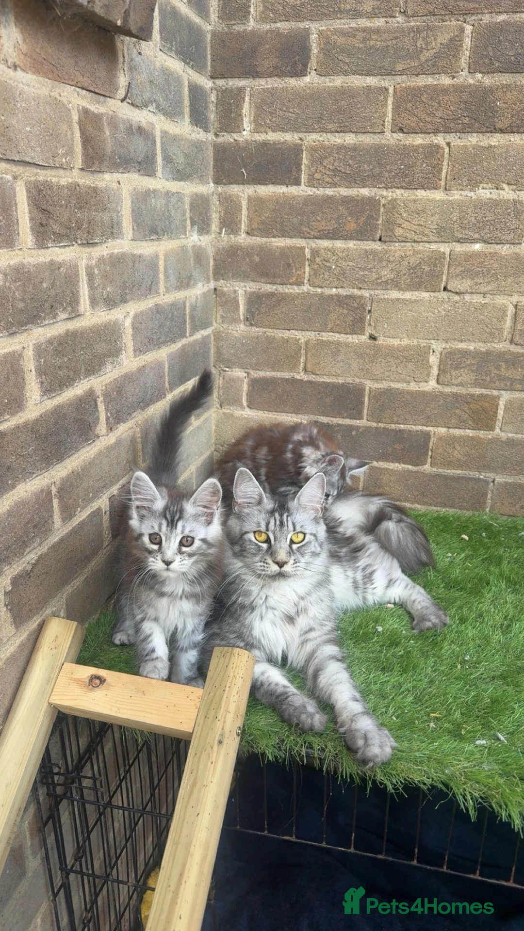 Maine Coon cats for sale: Maine coon kittens  - Advert 2
