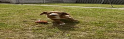 Cocker Spaniel dogs for sale: Beautiful arna  in Sheffield - Advert 9