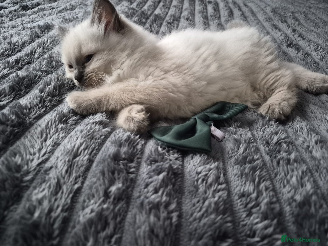 Ragdoll cats for sale: Adorable Ragdoll Kittens GCCF  Active registered  - Advert 18