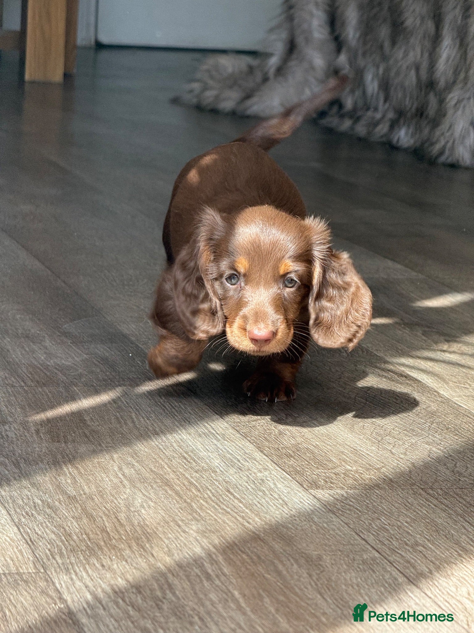 Miniature Dachshund dogs Stunning KC Reg Miniature Long Haired Litter  - Advert 1