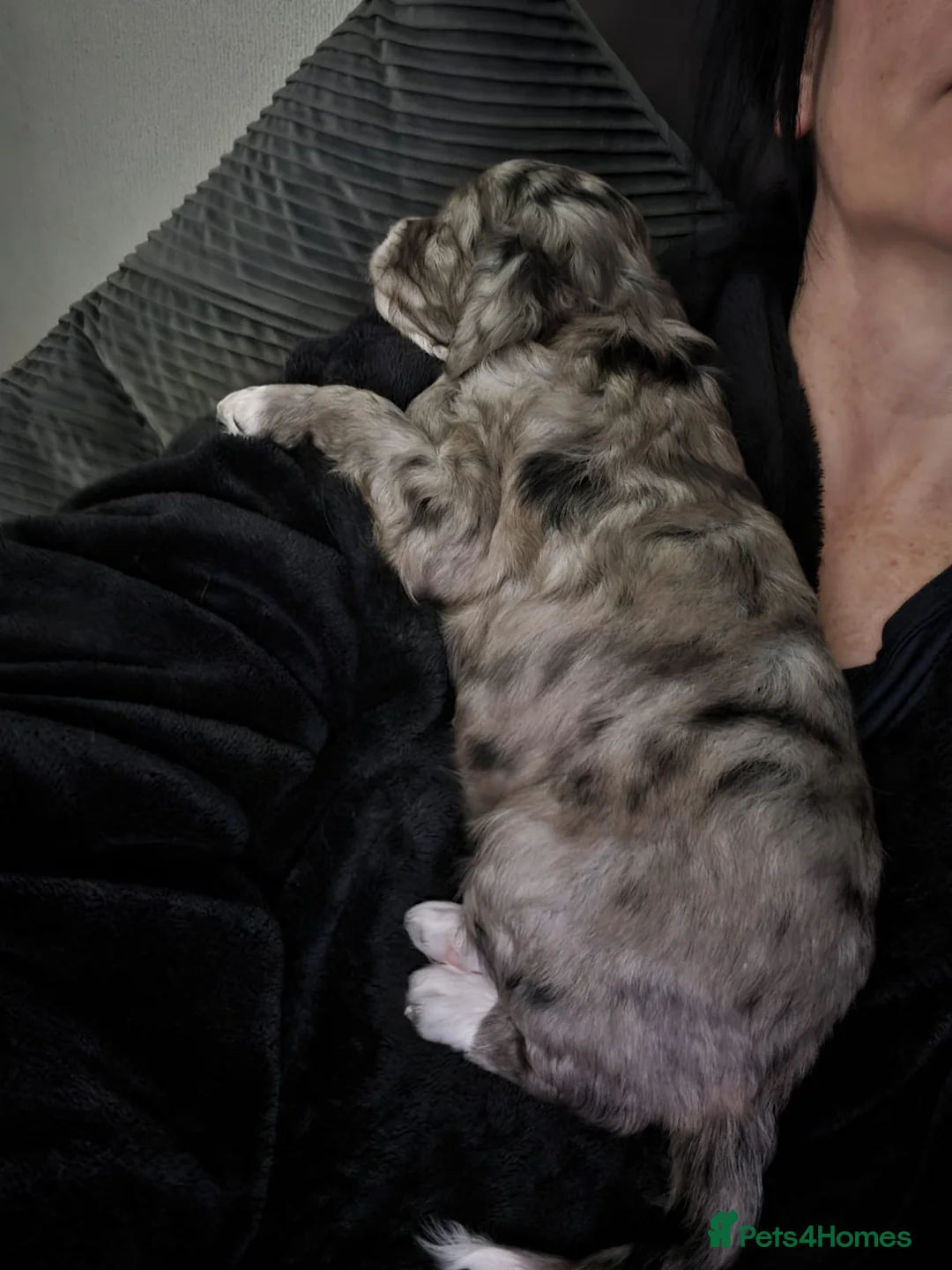 Cockapoo dogs for sale: F2 Cockapoo puppies  - Advert 8