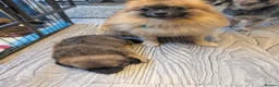 Mixed Breed dogs for sale: Cavajack x Pomeranian puppies  in Dereham - Advert 15