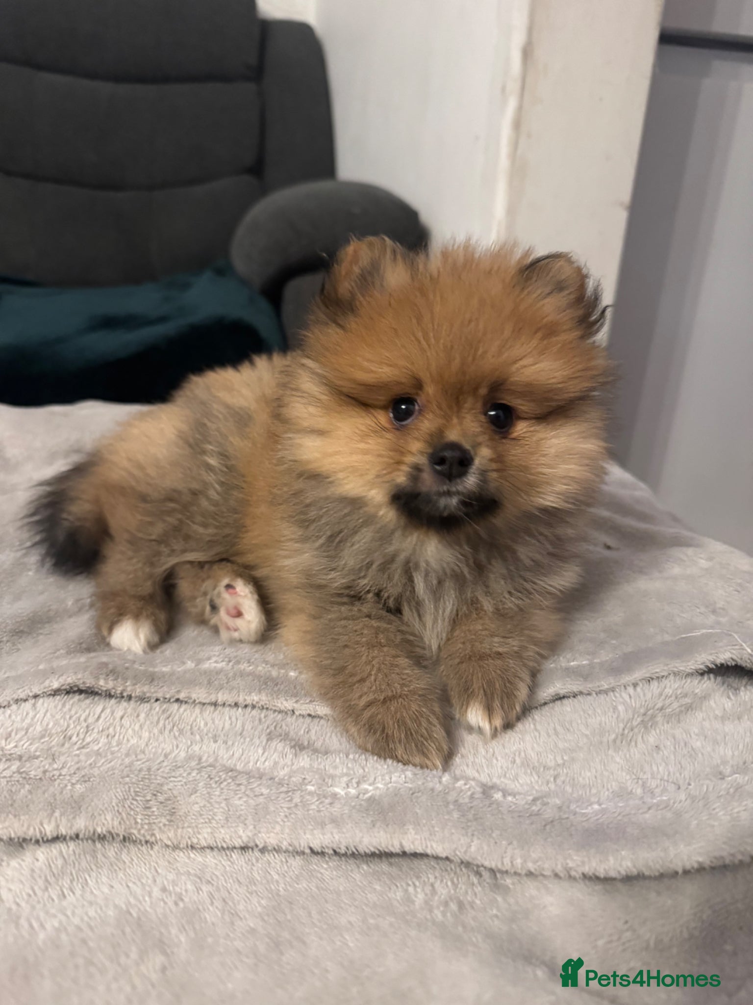 Pomeranian dogs for sale: ⭐️teddy bear Pomeranian ⭐️ - Advert 3