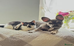 French Bulldog dogs for sale: Flawless French bulldog  - Image 4