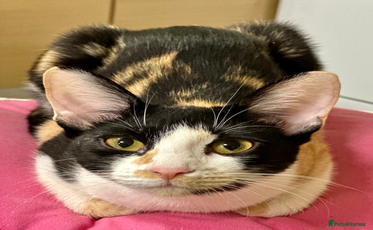 Cornish Rex cats ✨Last Girl Available – Full of Energy & Love!✨ - Advert 2