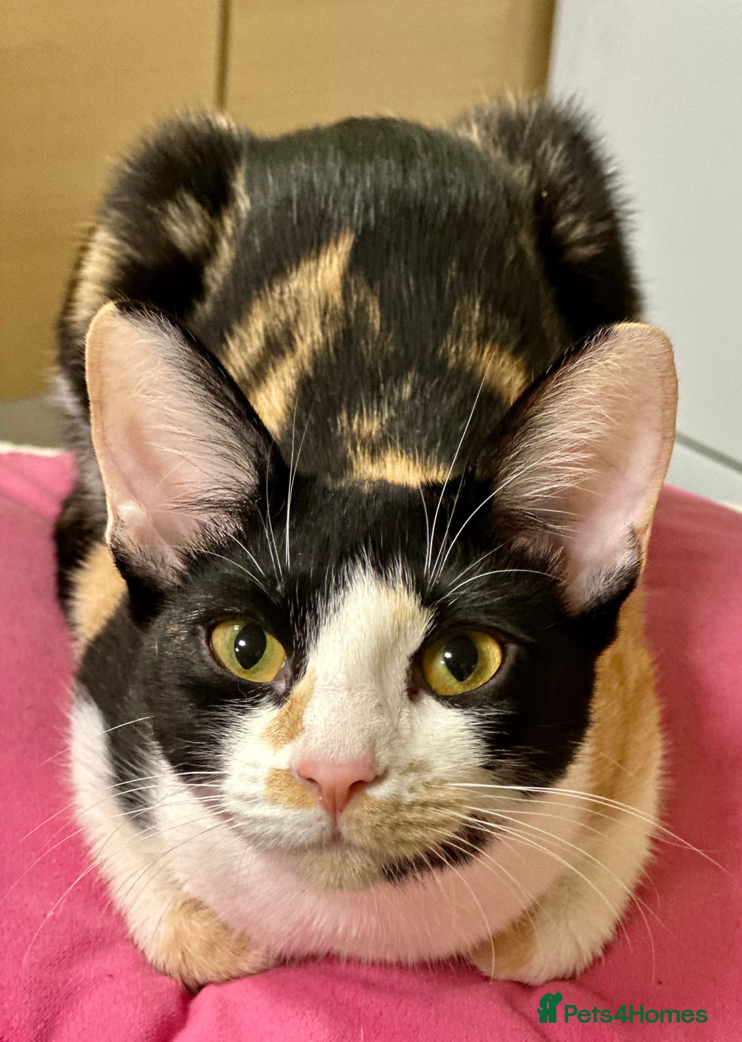 Cornish Rex cats for sale: ✨Last Girl Available – Full of Energy & Love!✨ - Advert 2