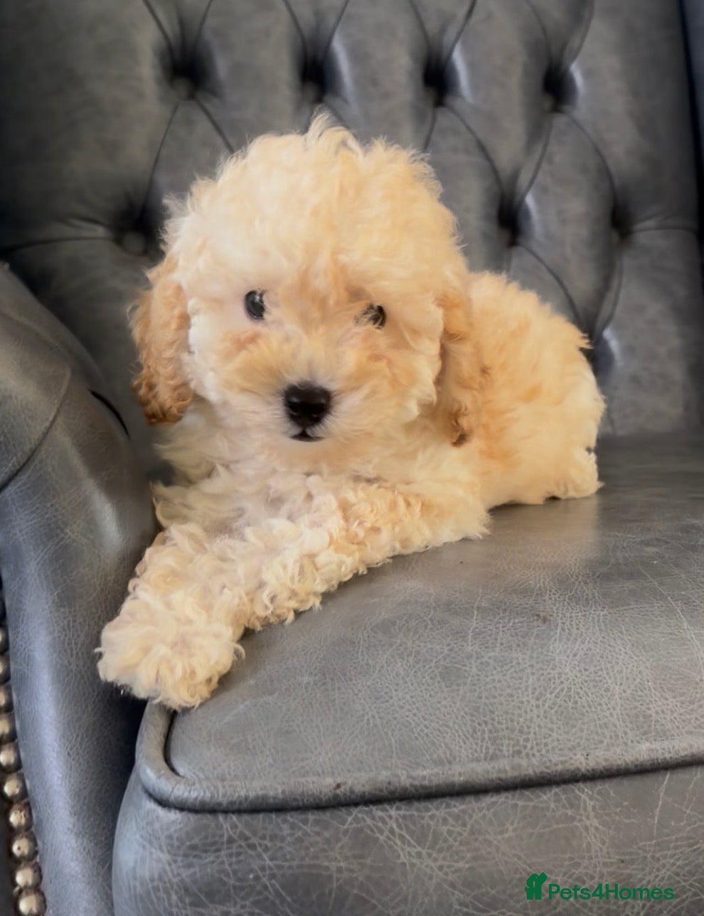 Toy Poodle dogs Stunning health tested toy poodle puppies  - Advert 2