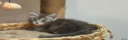 Maine Coon cats for sale: TICA-Registered Silver Maine Coon Kittens - Advert 17