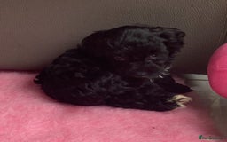 Cavapoo dogs for sale: Miniature poodle x cavapoo  - Image 13