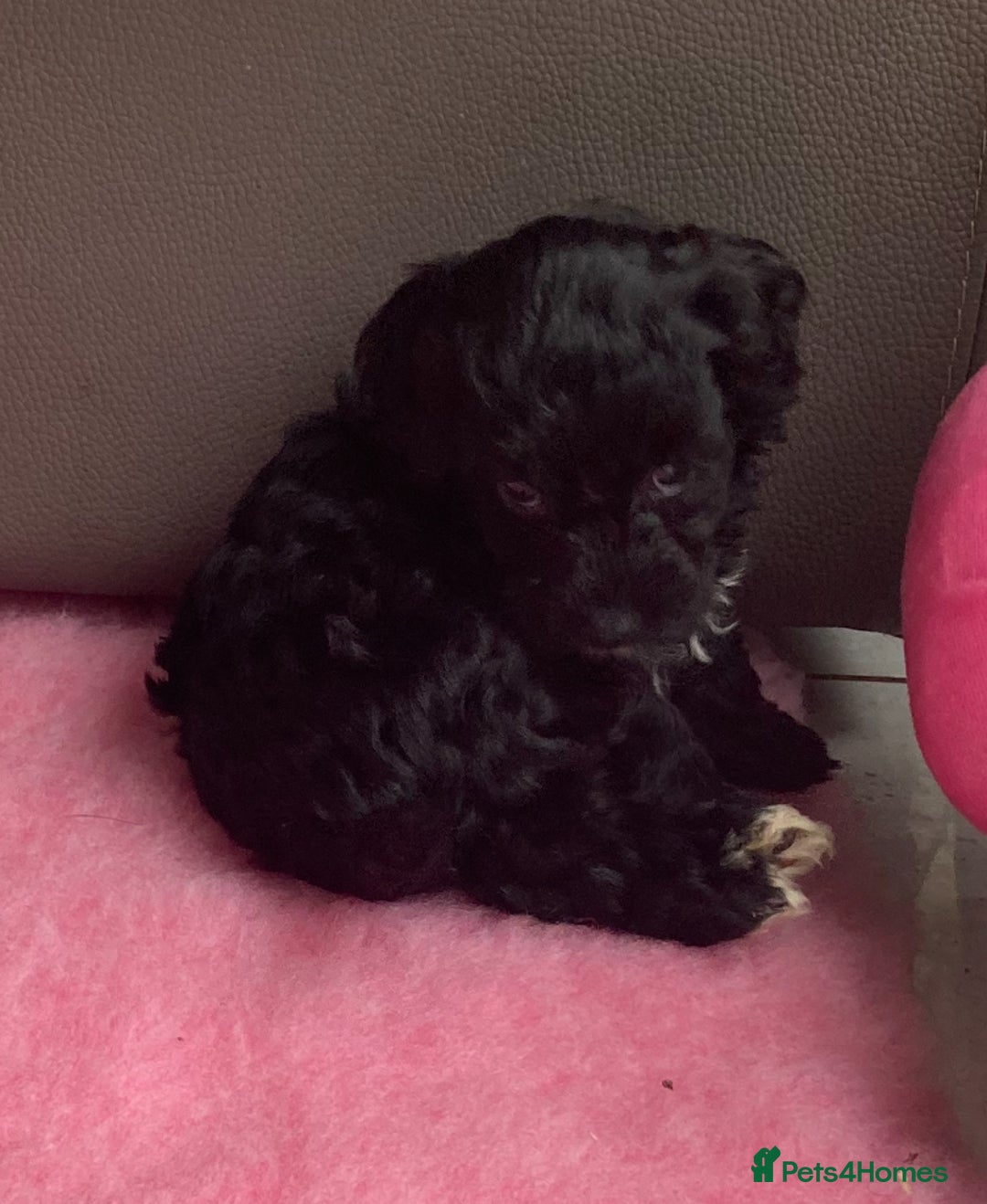 Cavapoo dogs for sale: Miniature poodle x cavapoo  - Image 13