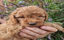 Cockapoo dogs for sale: EXCEPTIONAL HEALTH TESTED SHOW TYPE COCKAPOOS F1B - Image 11