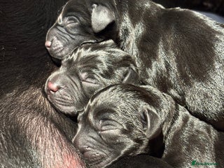 Labrador Retriever dogs for sale - Advert 1