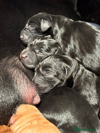 Labrador Retriever dogs - Advert 8