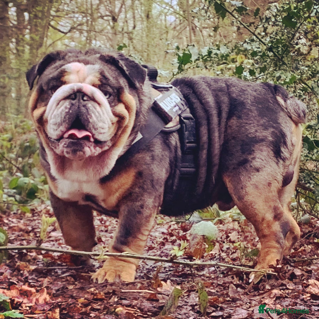 English Bulldog dogs for stud: Black Friday deal!!! in Derby - Advert 4