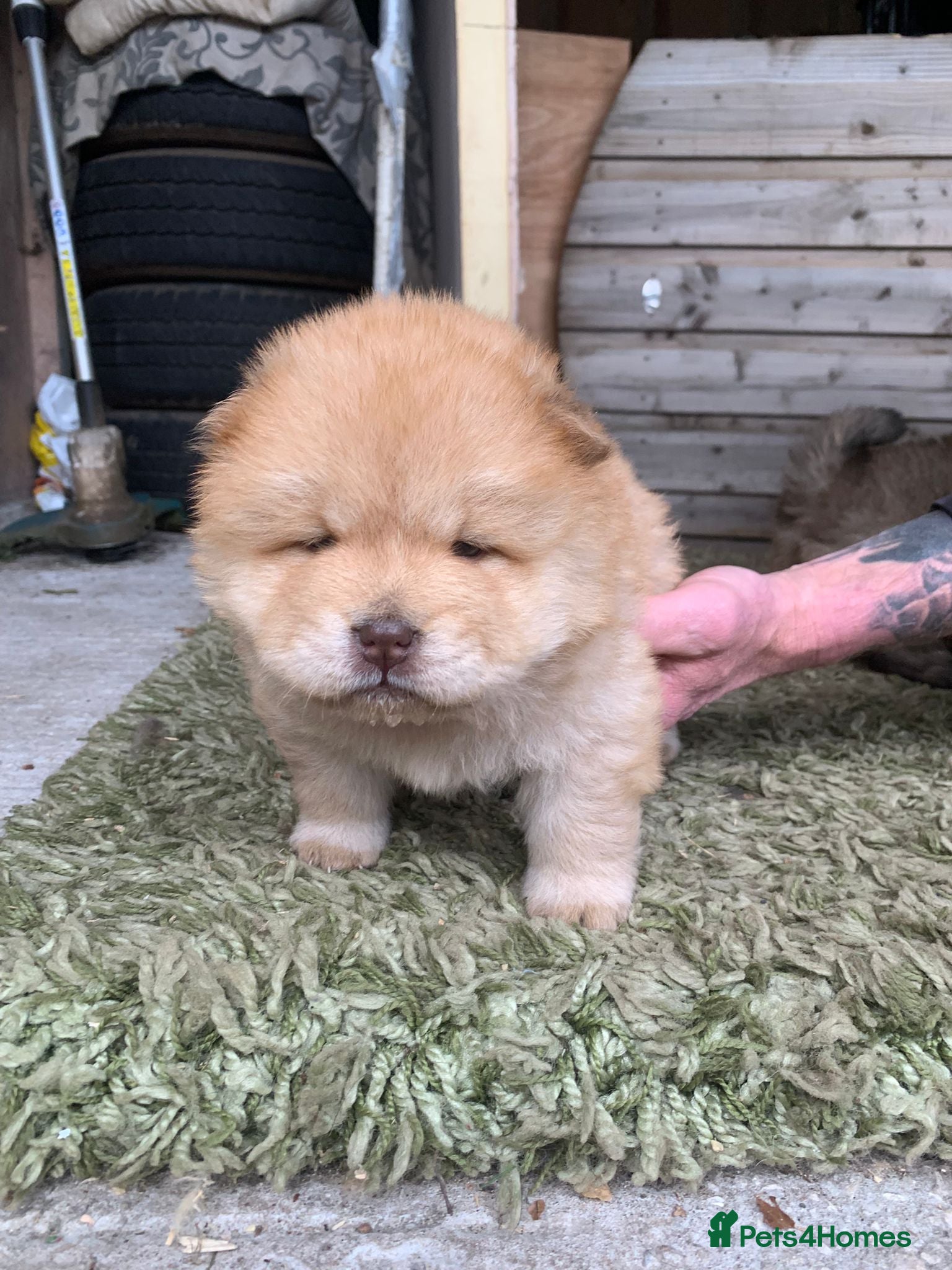 Chow Chow dogs for sale: Choclate/lilac Chow chow puppies - Advert 15