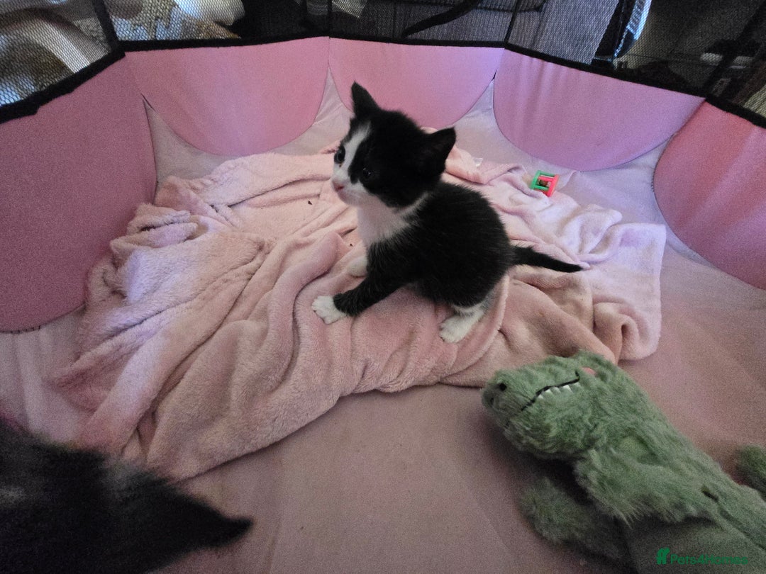 Mixed Breed cats for sale: Black and white girls  - Advert 8