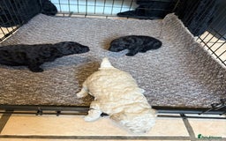 Toy Poodle dogs for sale: Toy poodle puppies for sale - Image 3