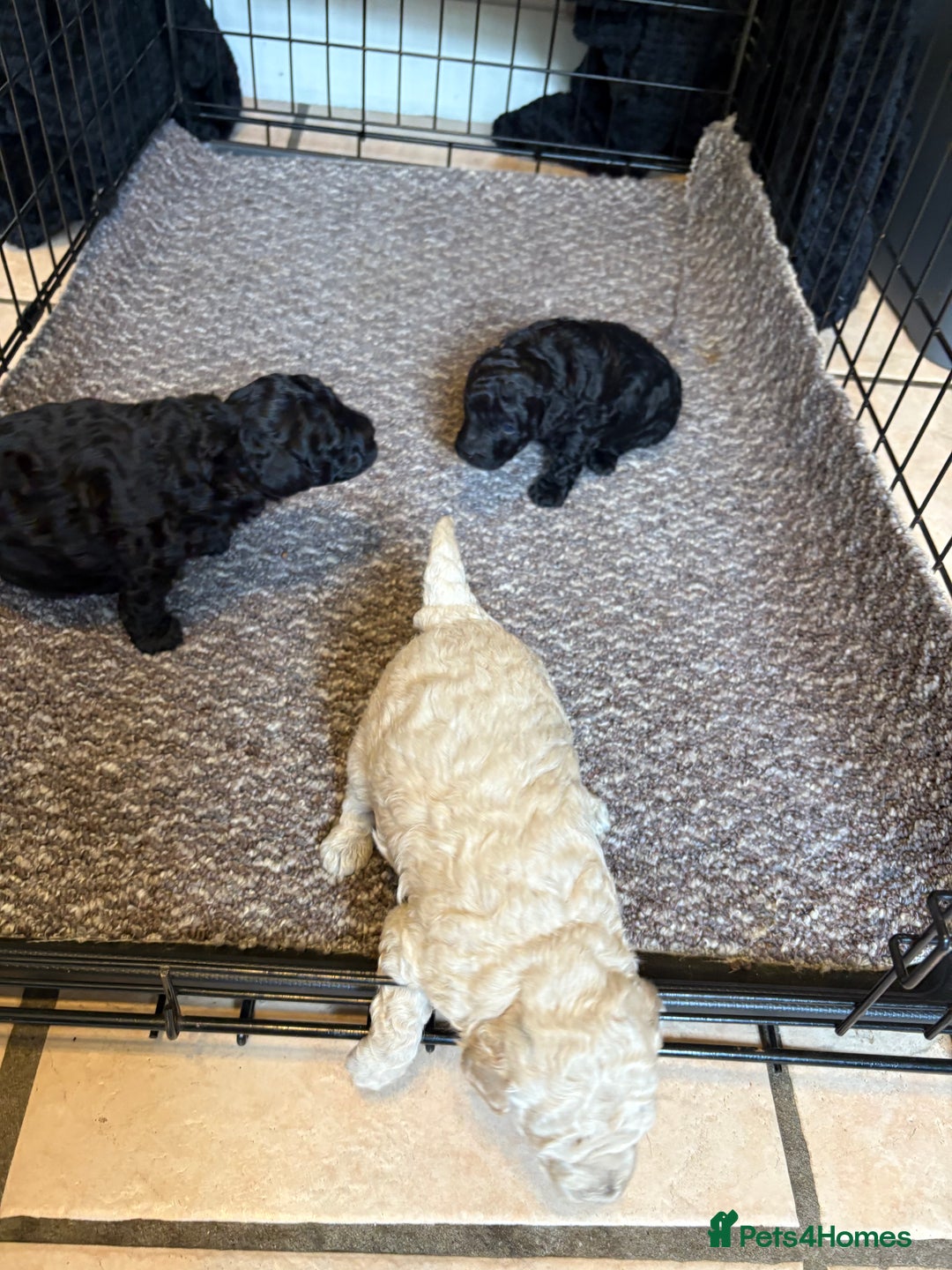 Toy Poodle dogs for sale: Toy poodle puppies for sale - Image 3